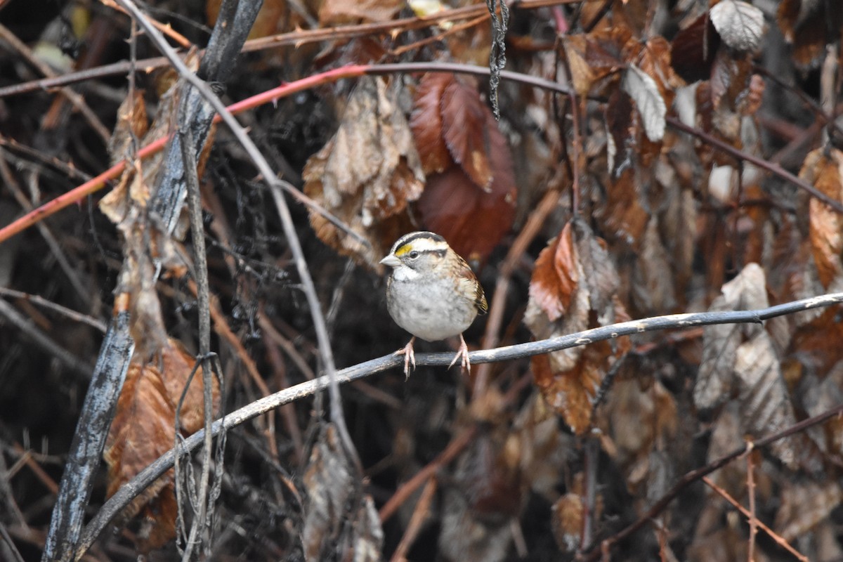 White-throated Sparrow - ML646017228