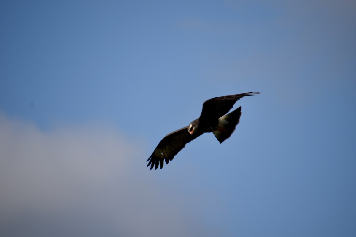 Snail Kite - ML646017231