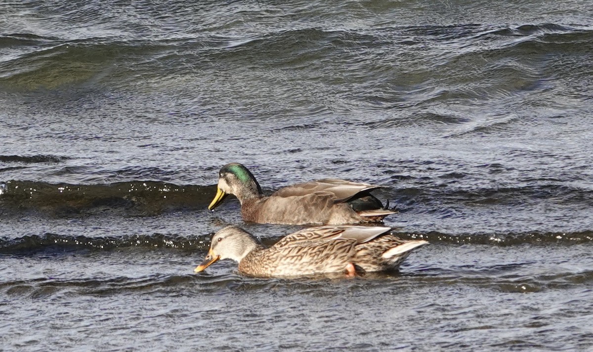 kachna divoká x tmavá (hybrid) - ML646017232