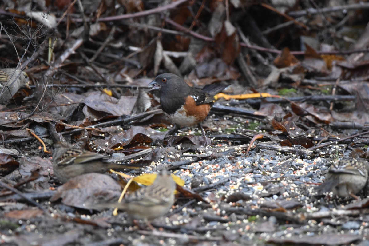 Spotted Towhee - ML646017236