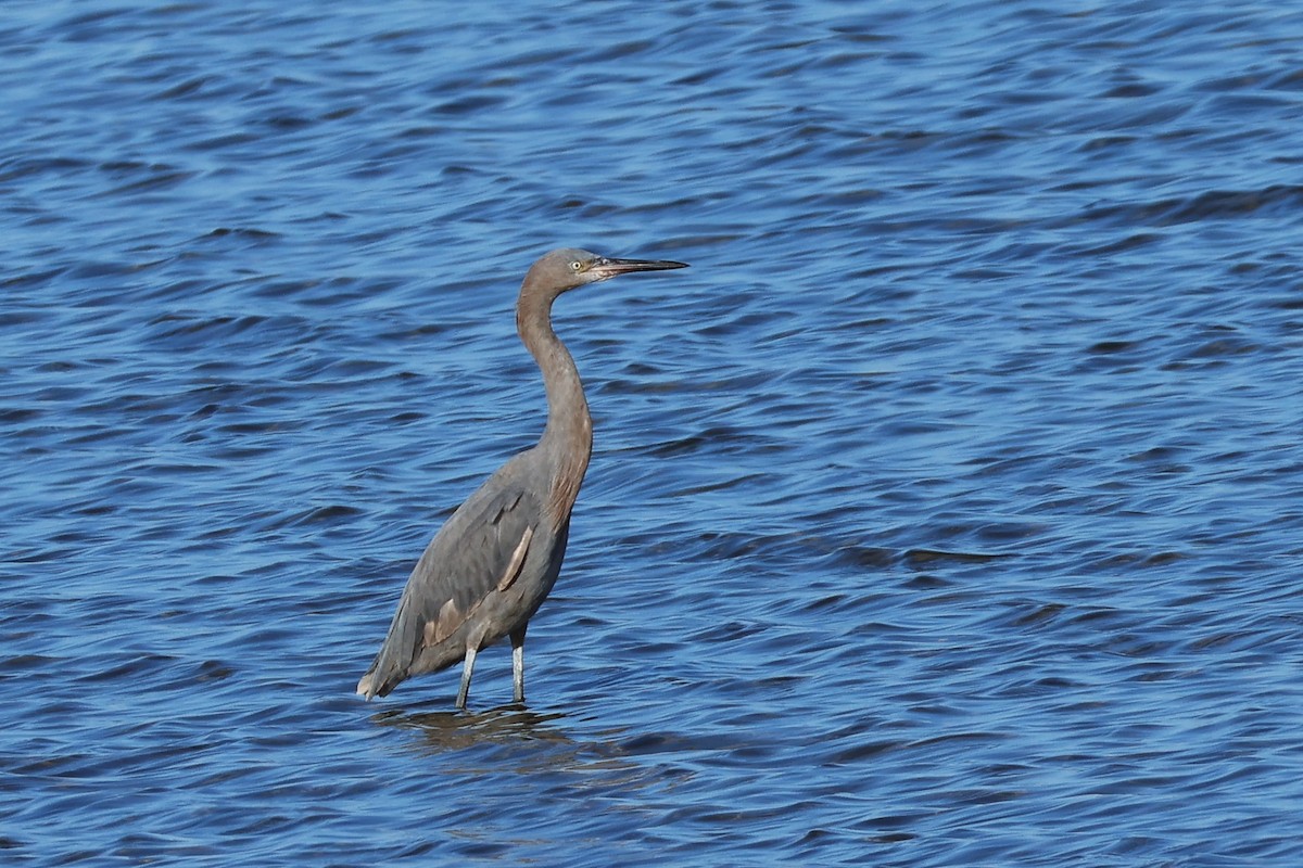 Reddish Egret - ML646017239