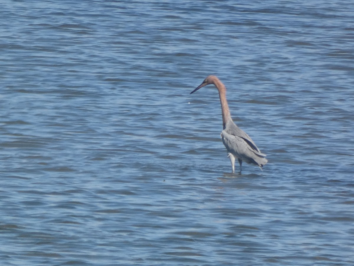 Reddish Egret - ML646017241