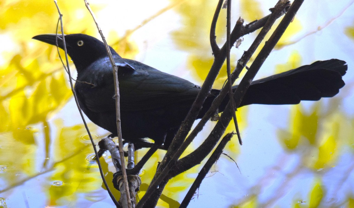 Great-tailed Grackle - ML646017242