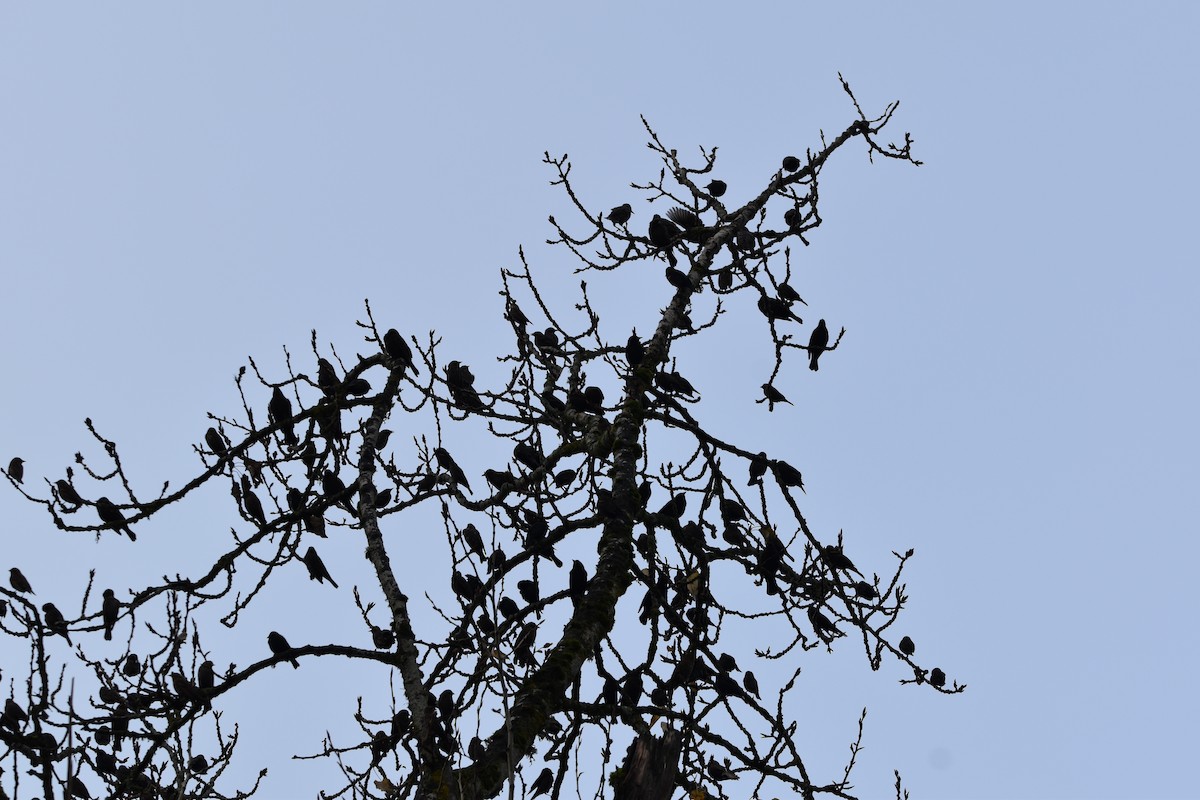 Red-winged Blackbird - ML646017246