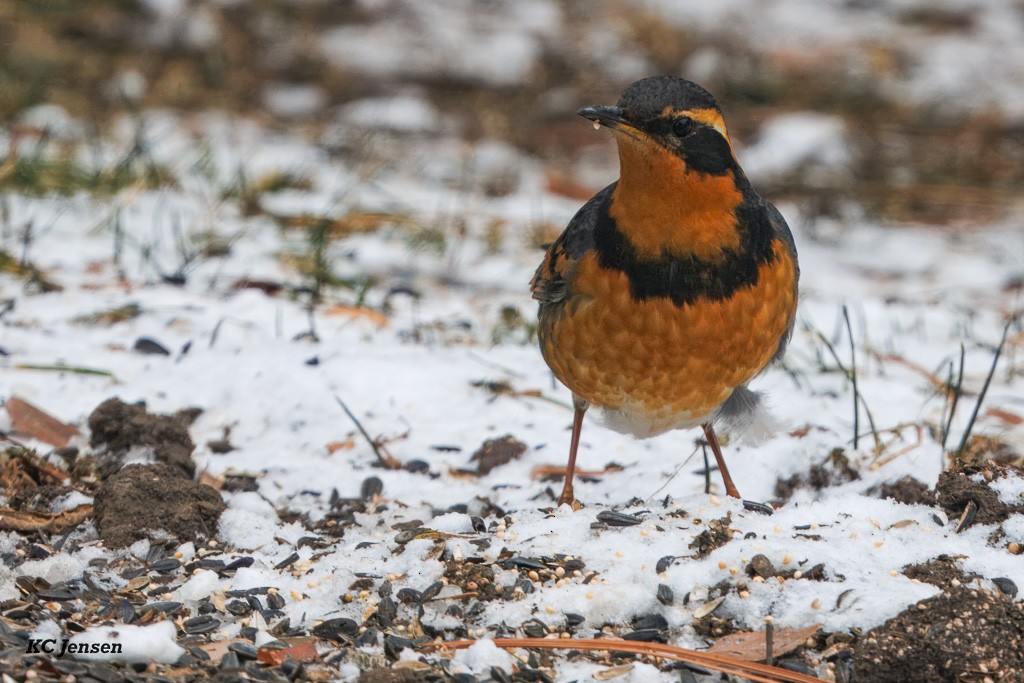 Varied Thrush - ML646017254