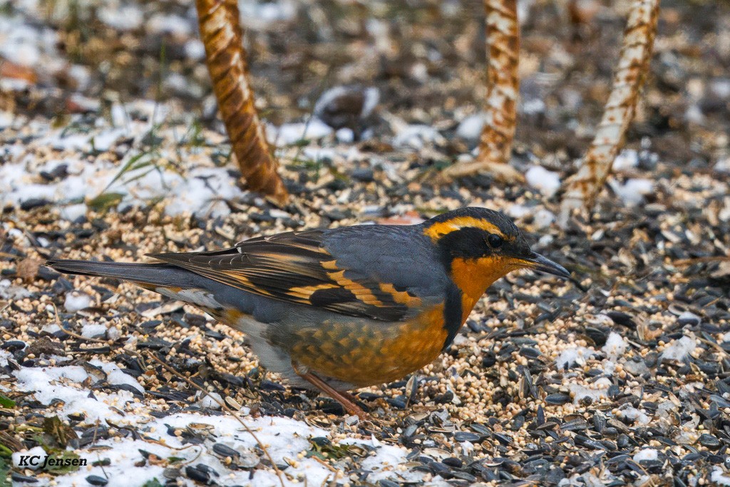 Varied Thrush - ML646017256