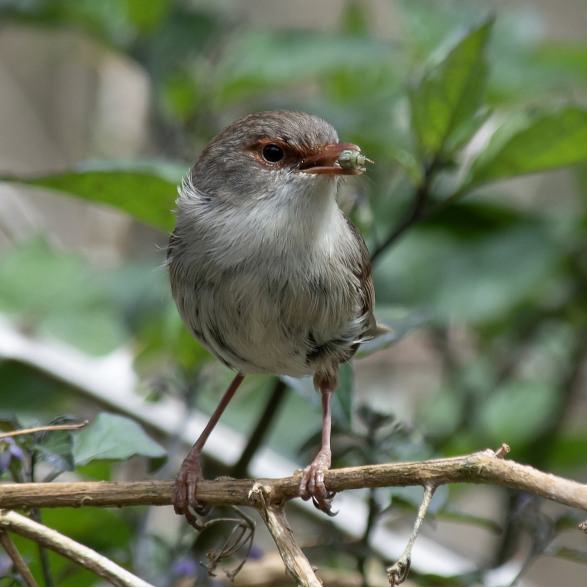 Superb Fairywren - ML646017258