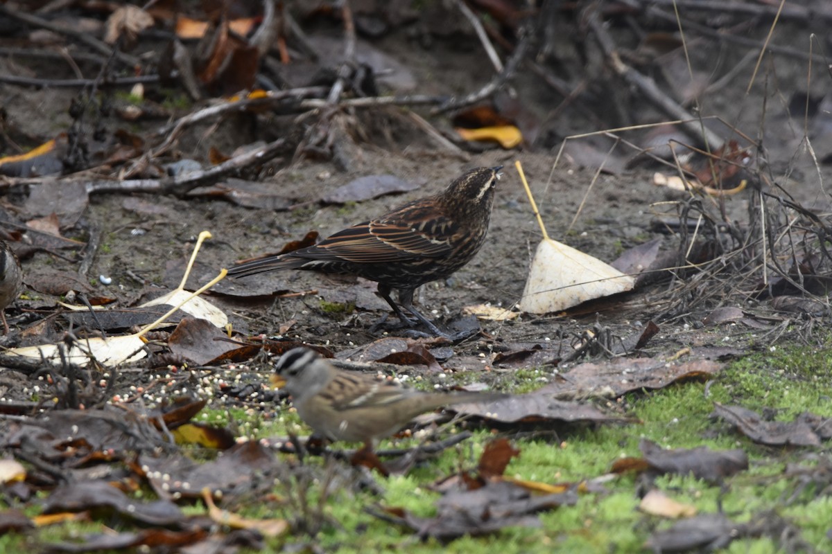 Red-winged Blackbird - ML646017260