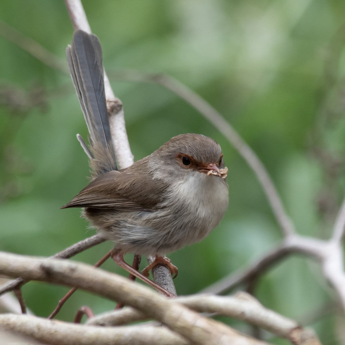 Superb Fairywren - ML646017264