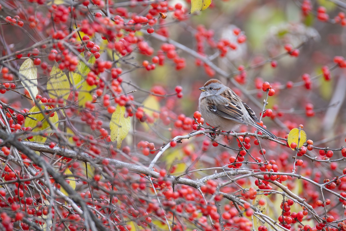 ムナフヒメドリ - ML646017273