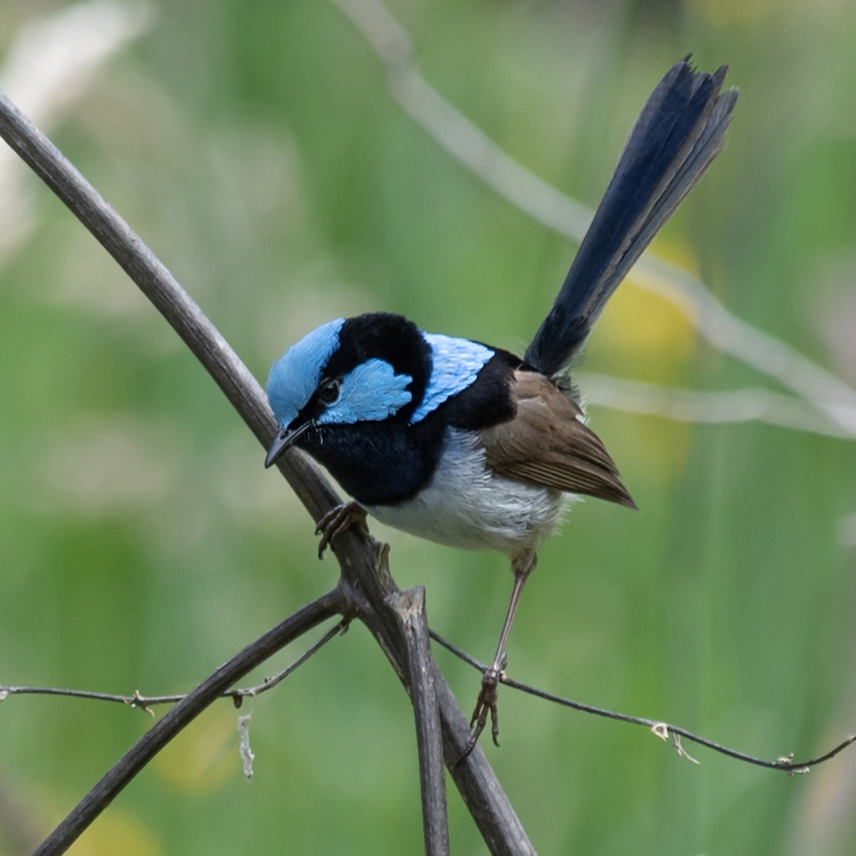 Superb Fairywren - ML646017276