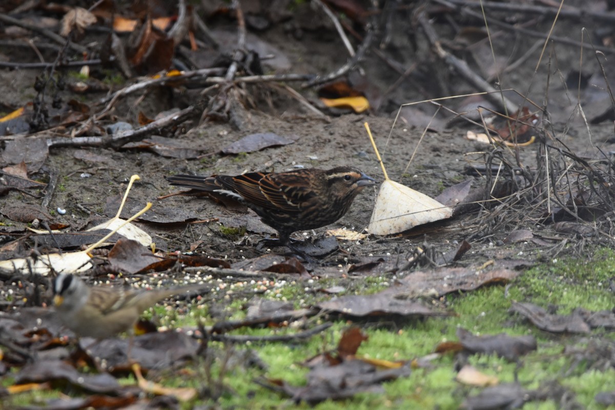Red-winged Blackbird - ML646017278