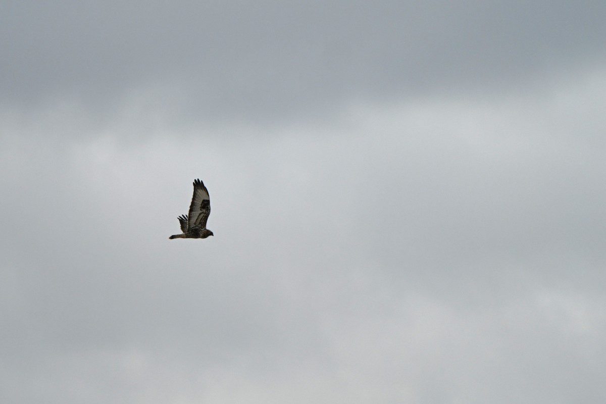 Rough-legged Hawk - ML646017281