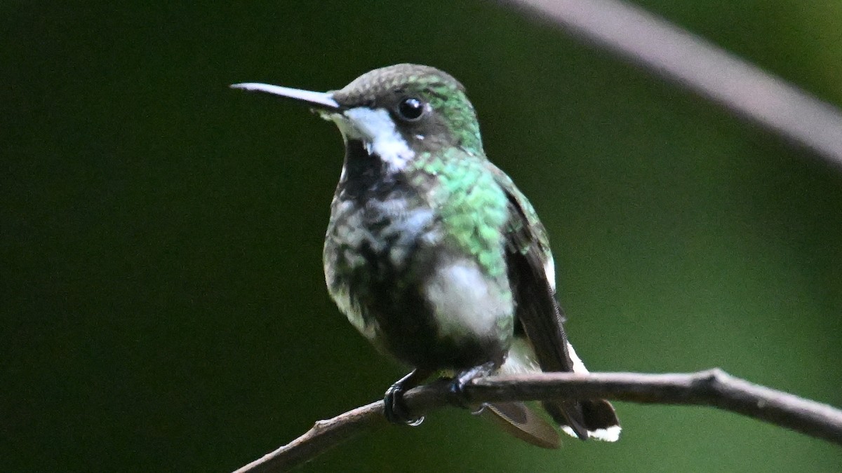 Green Thorntail - ML646017285