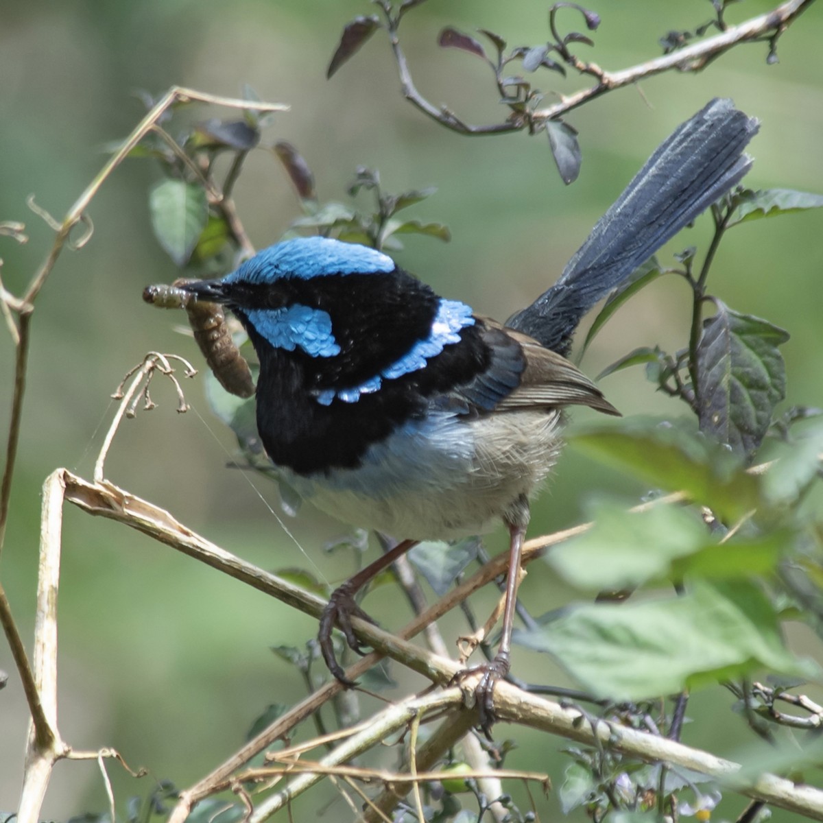 Superb Fairywren - ML646017287