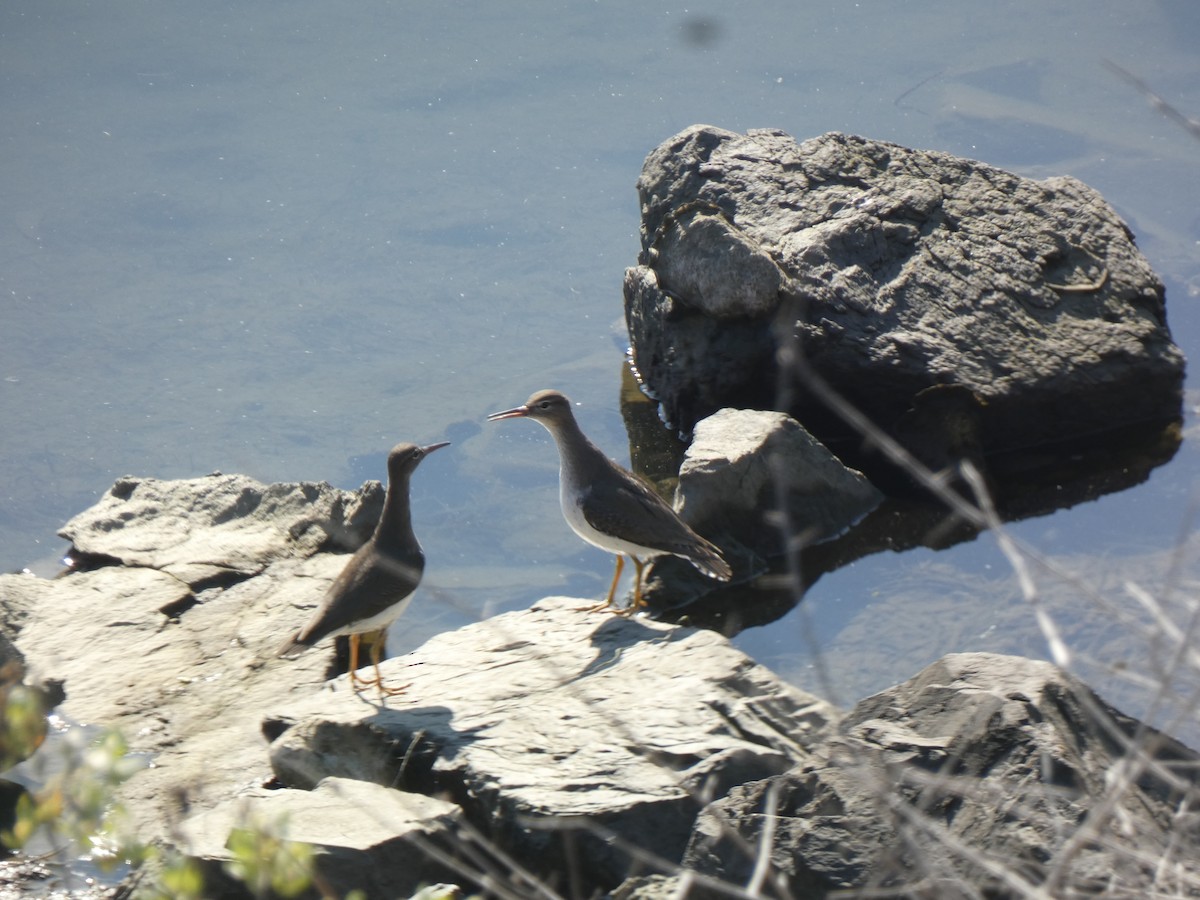 Piro piro macchiato - ML646017289