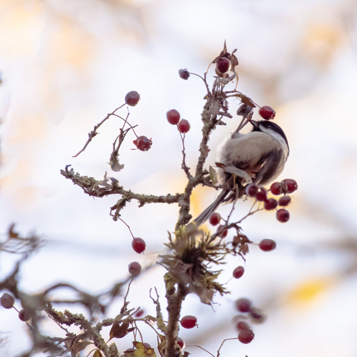 Black-capped Chickadee - ML646017293