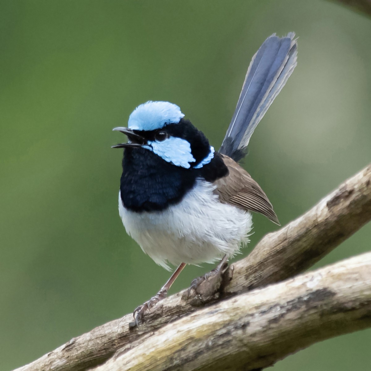 Superb Fairywren - ML646017298