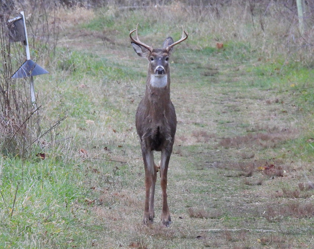 White-tailed Deer - ML646017299