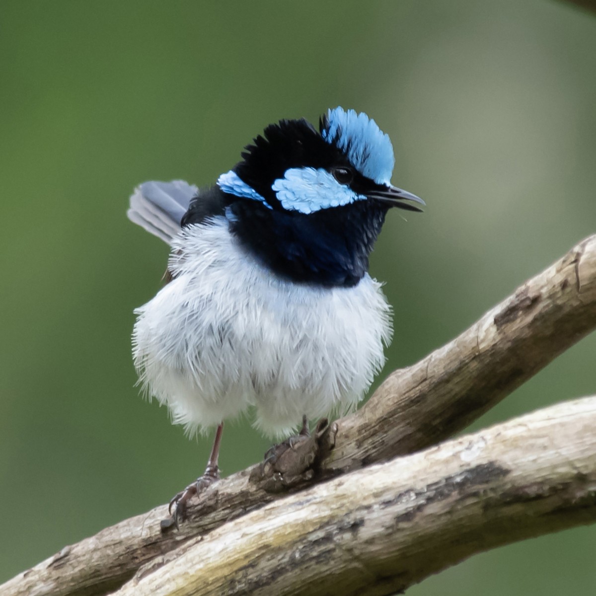 Superb Fairywren - ML646017304