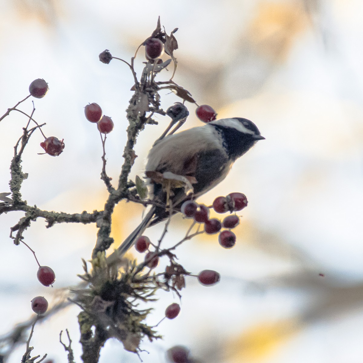 Black-capped Chickadee - ML646017307