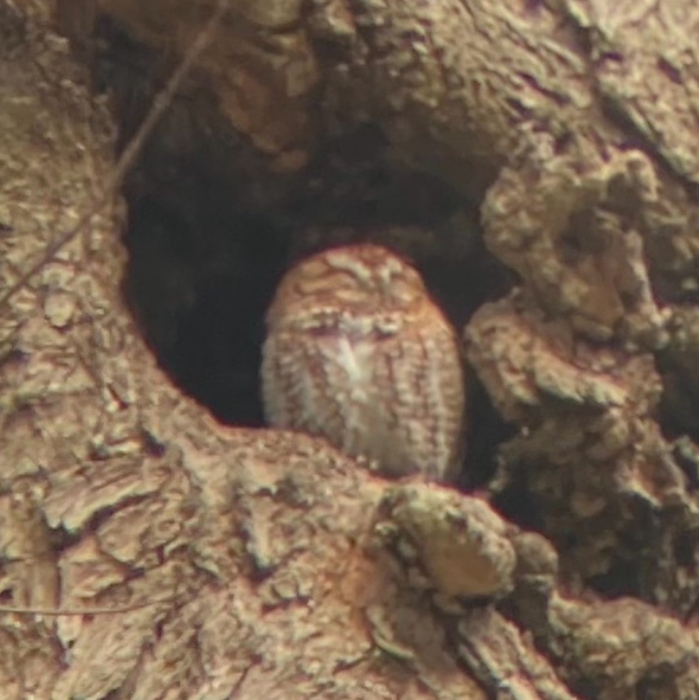 Сплюшка північна - ML646017309