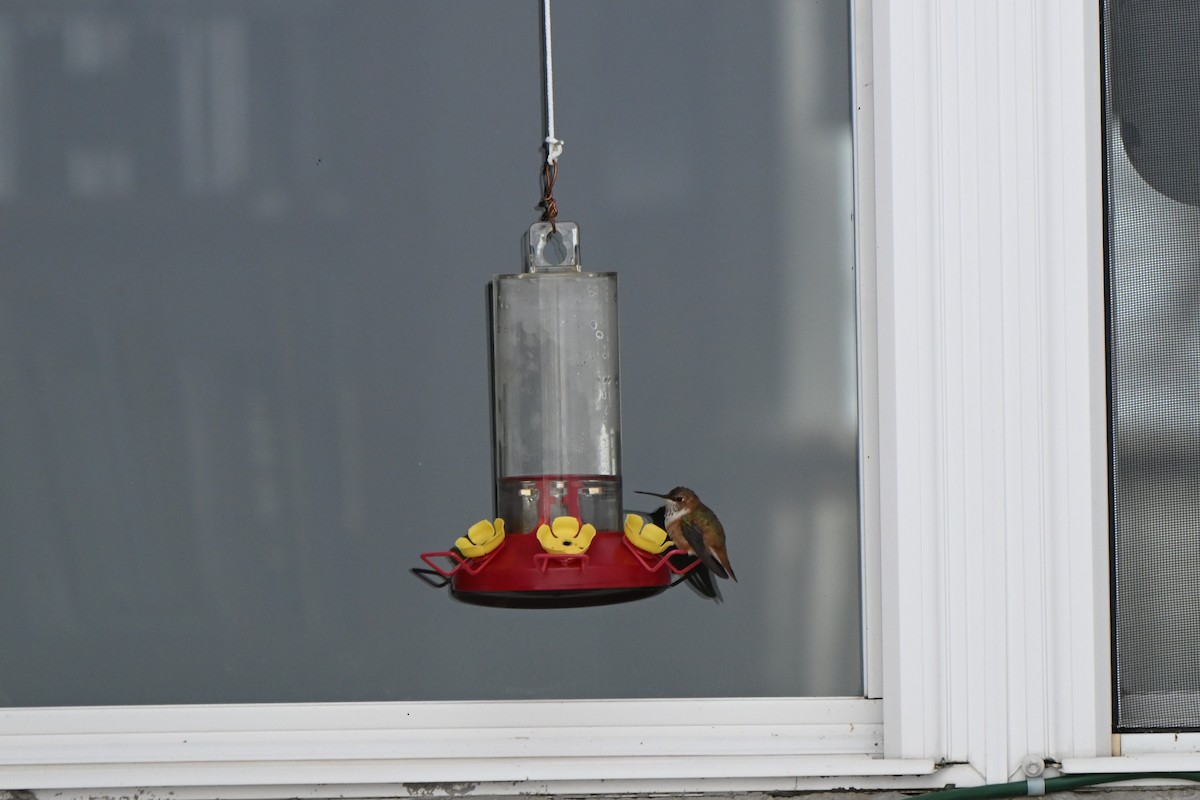 Rufous Hummingbird - ML646017327