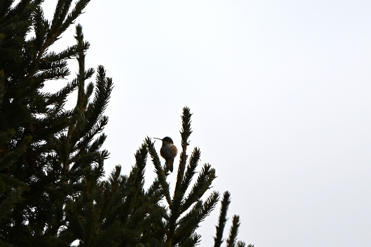 Rufous Hummingbird - ML646017328