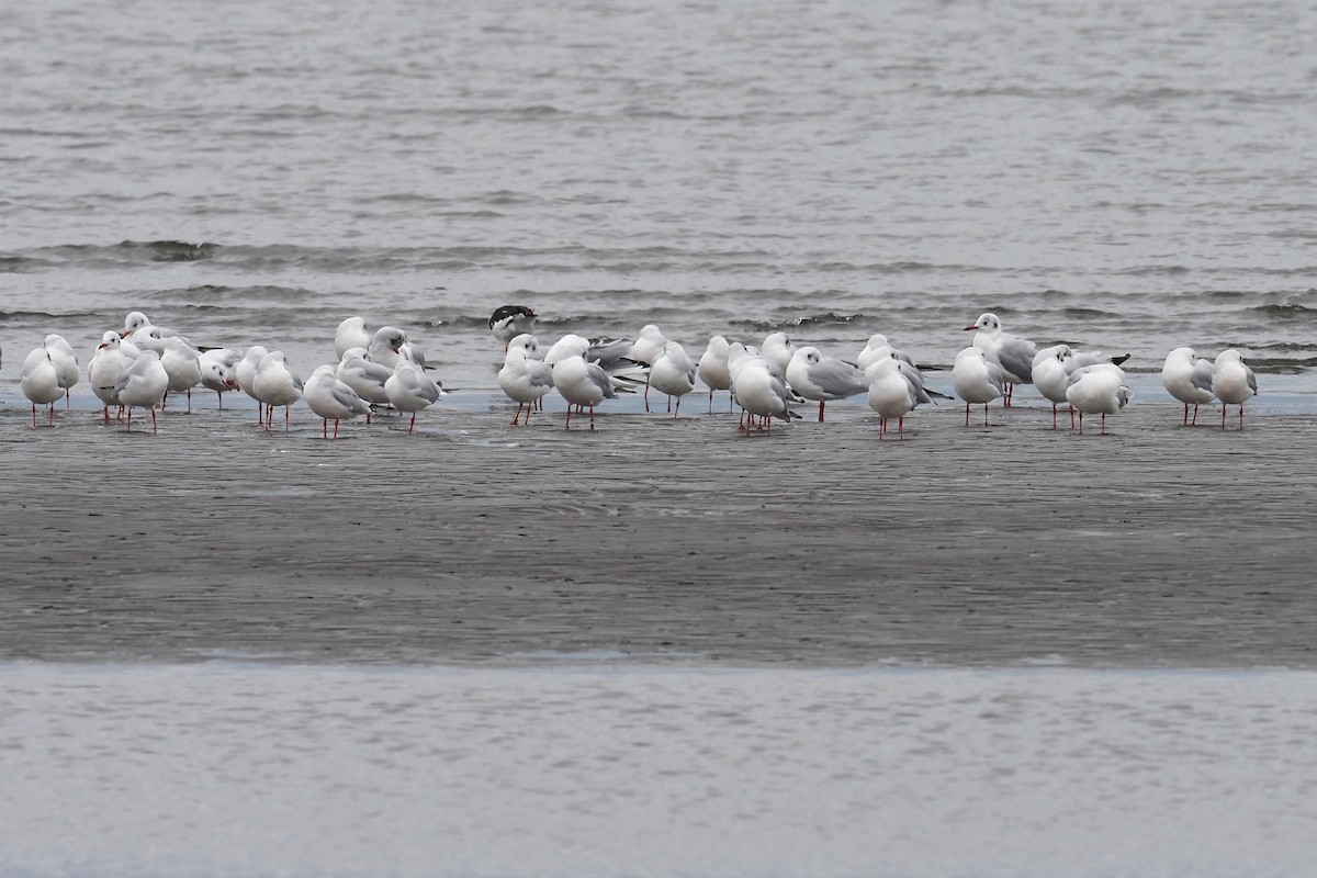 Black-headed Gull - ML646017330