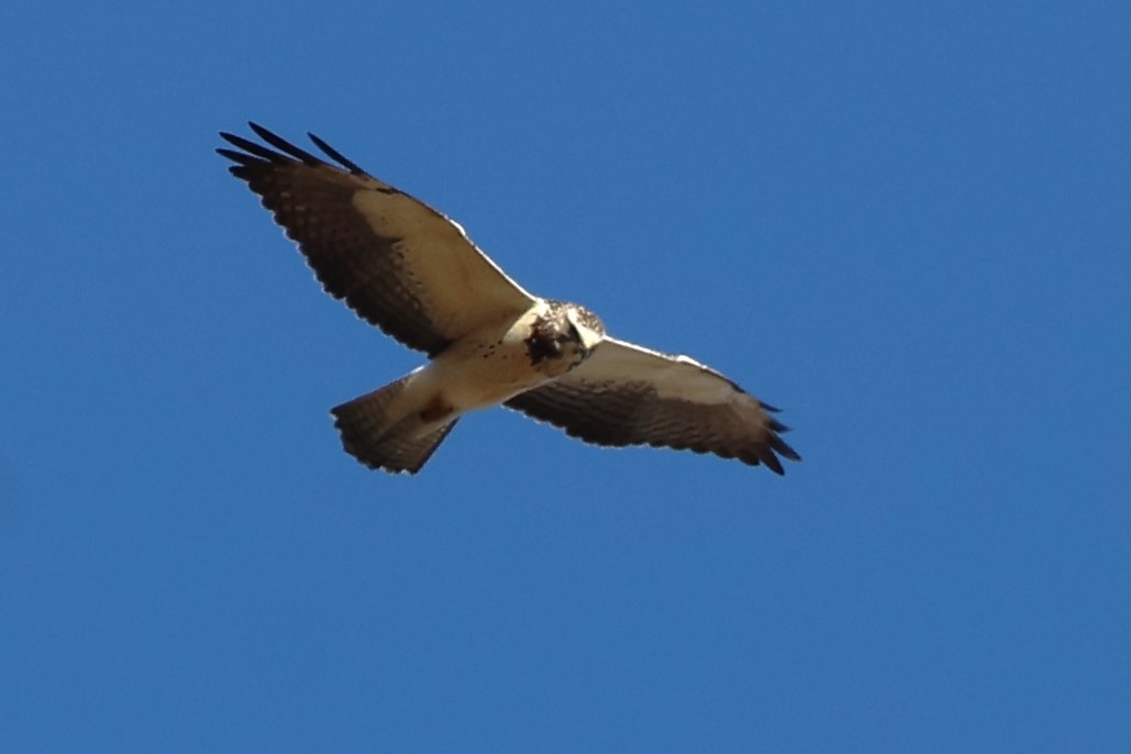 Swainson's Hawk - ML646017332
