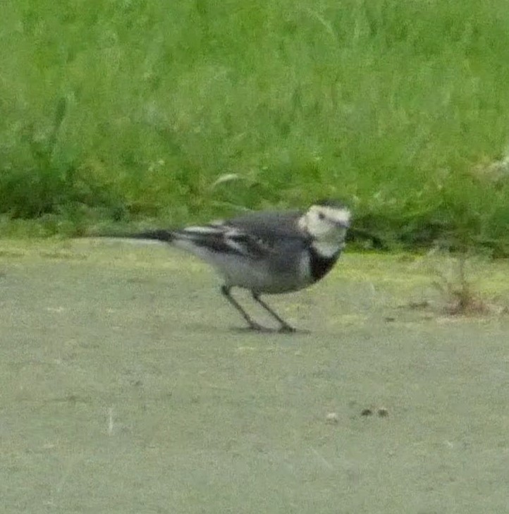 White Wagtail - ML646017333