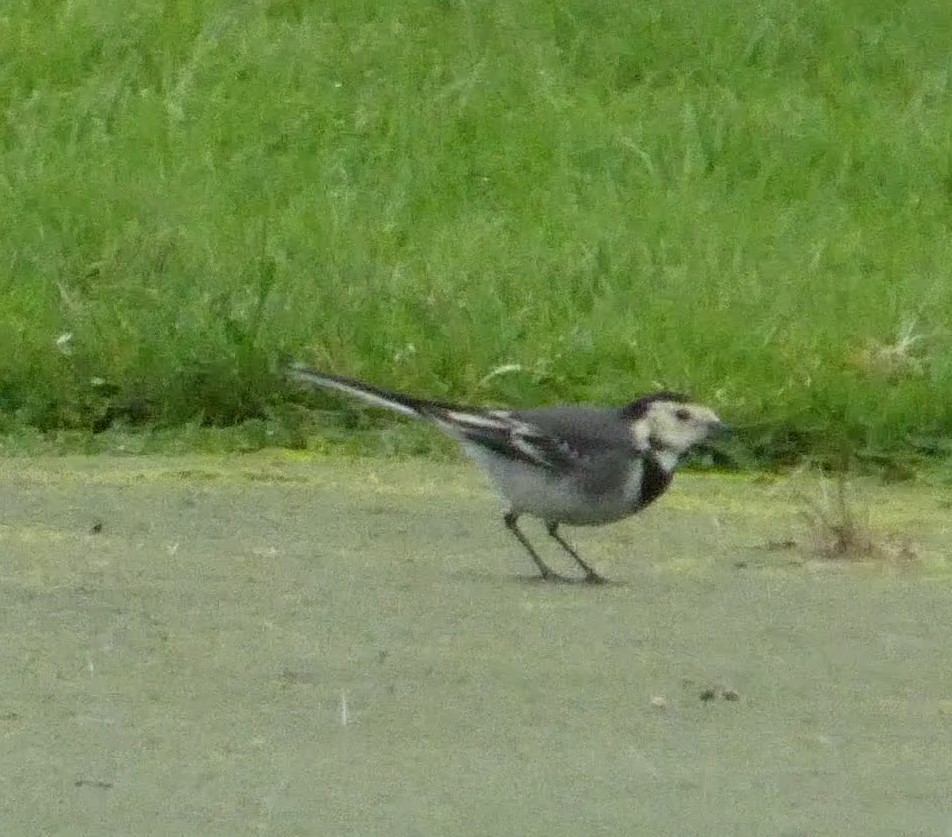 White Wagtail - ML646017334