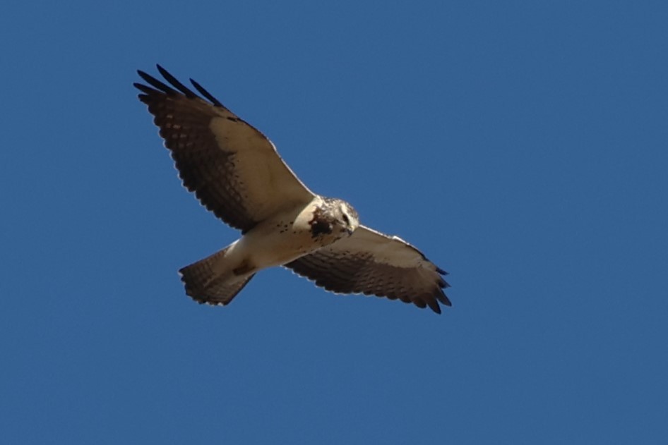 Swainson's Hawk - ML646017335