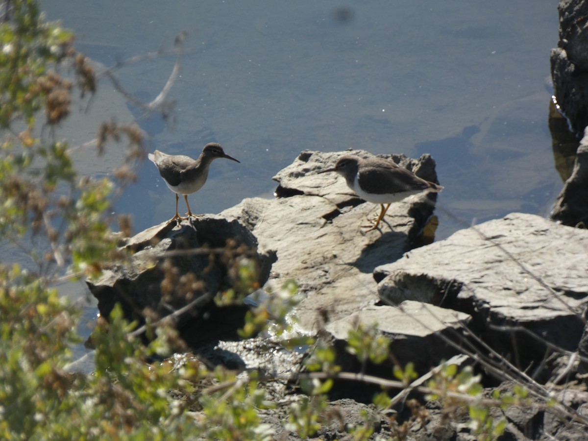 Piro piro macchiato - ML646017337