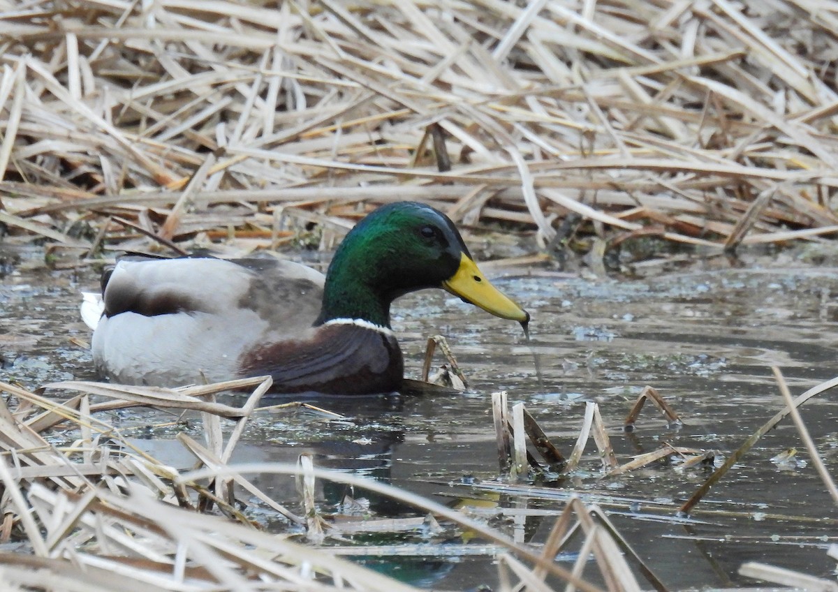 Крижень звичайний - ML646017339