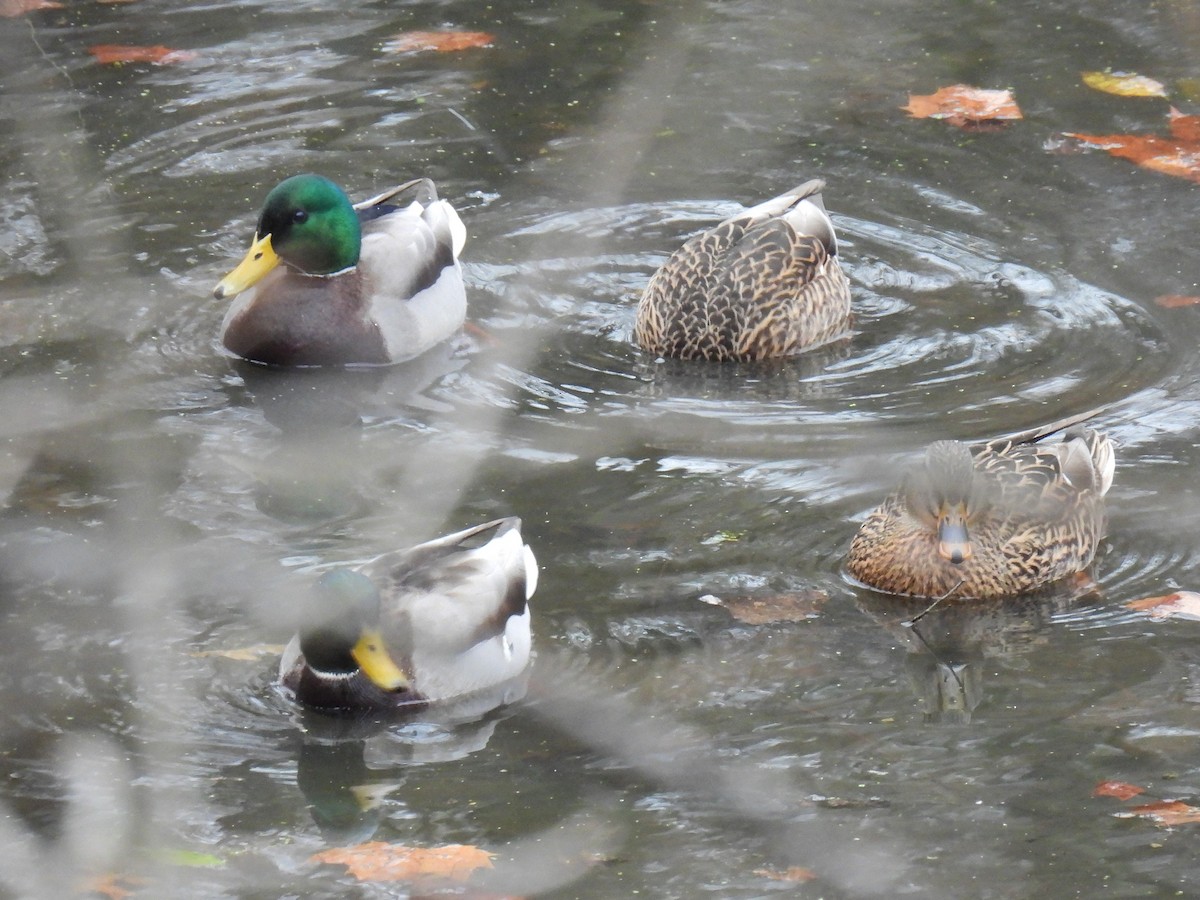 Крижень звичайний - ML646017340