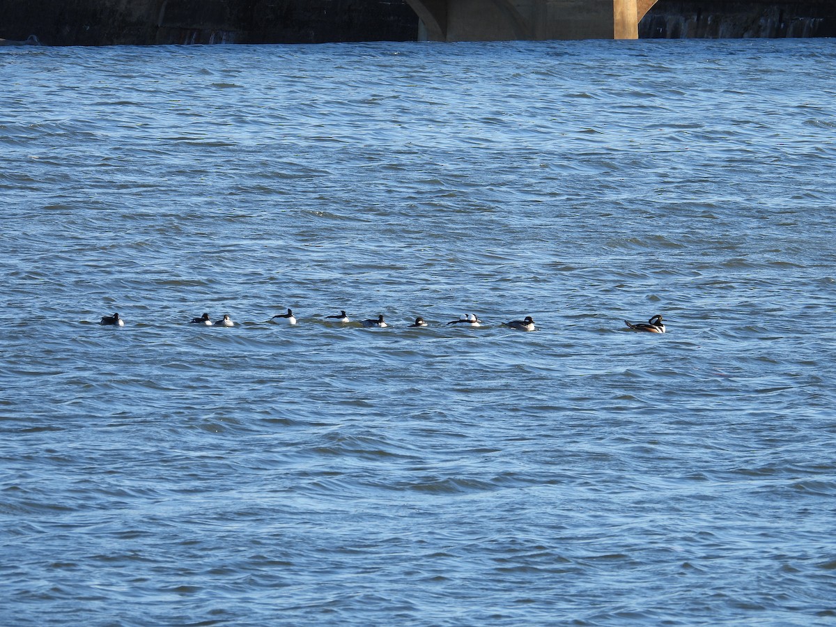 Bufflehead - ML646017347