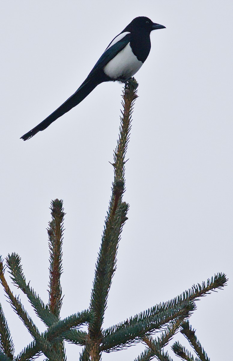 straka americká - ML646017357