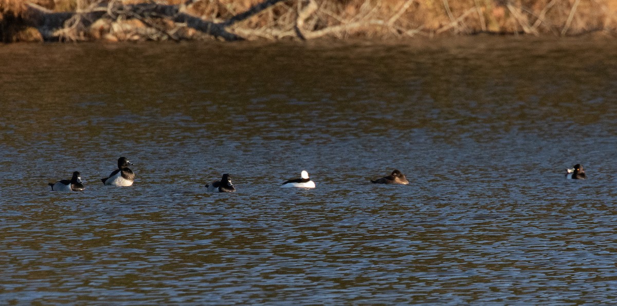 Bufflehead - ML646017361