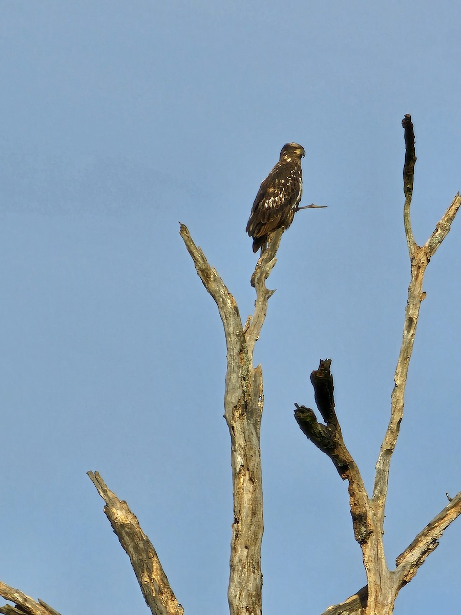 Weißkopf-Seeadler - ML646017363