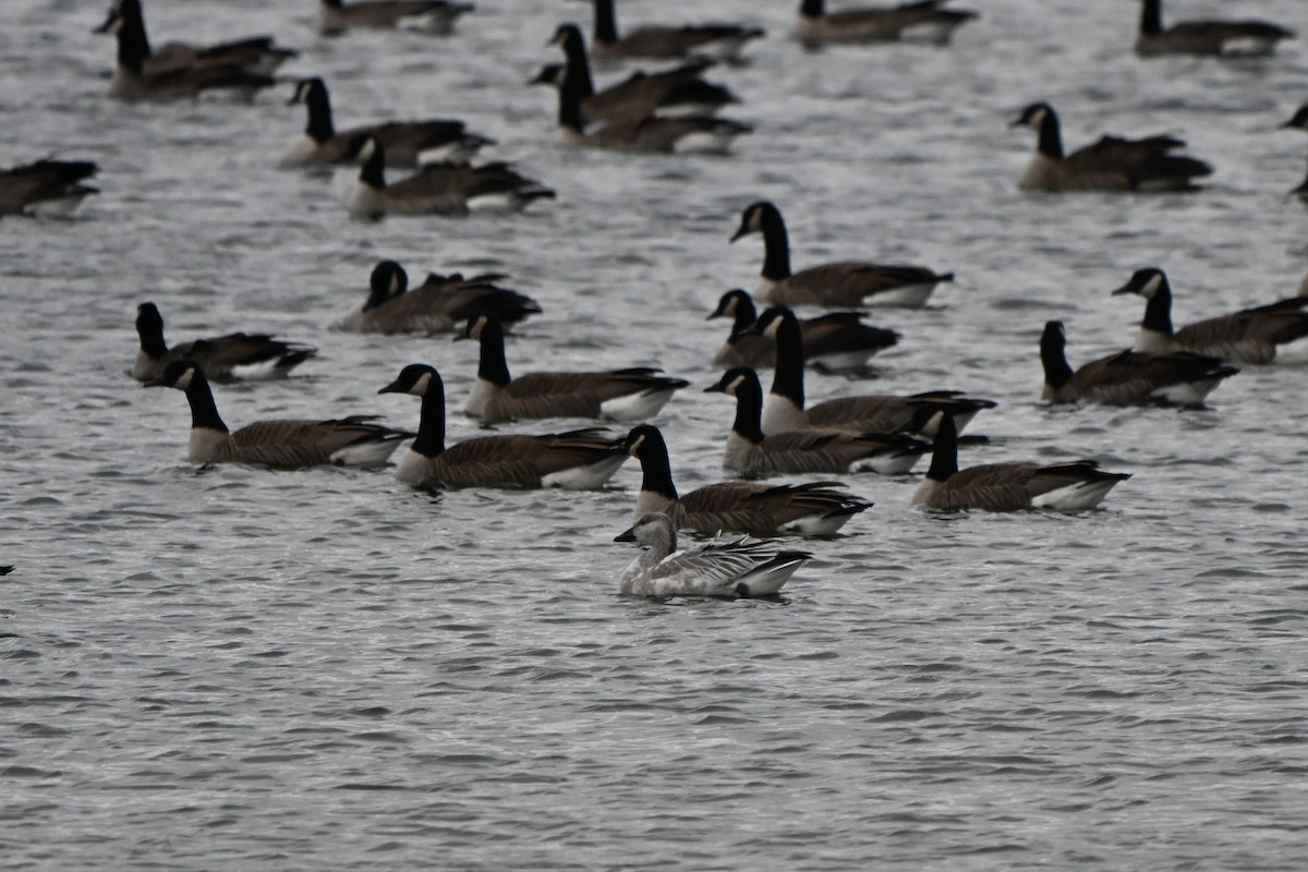 Snow Goose - ML646017364