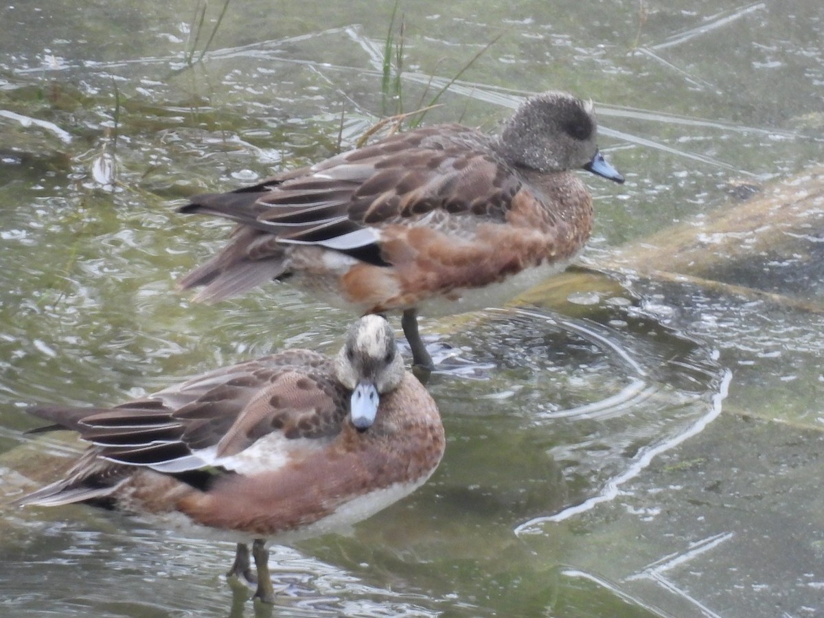 American Wigeon - ML646017372