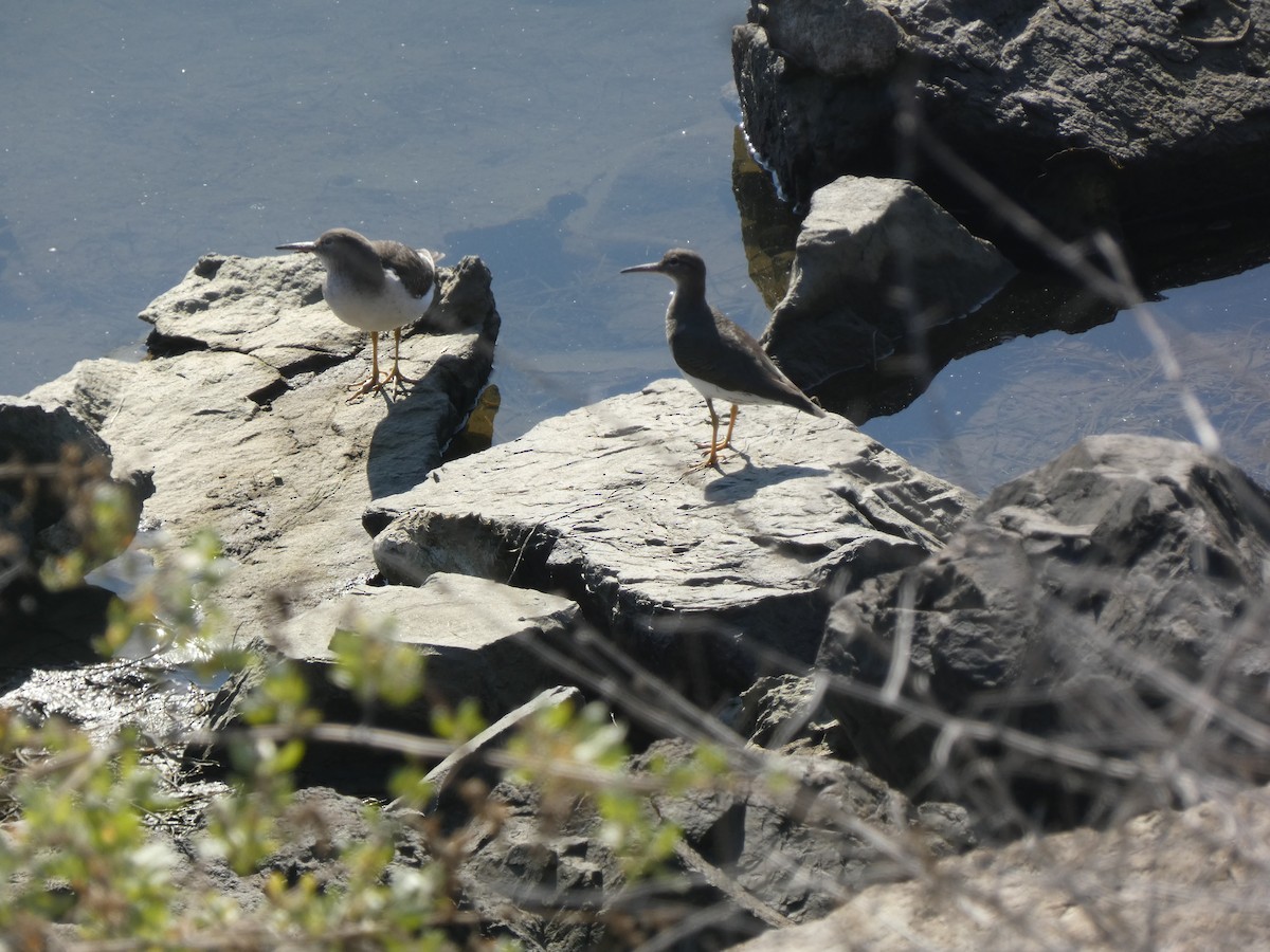 Piro piro macchiato - ML646017375