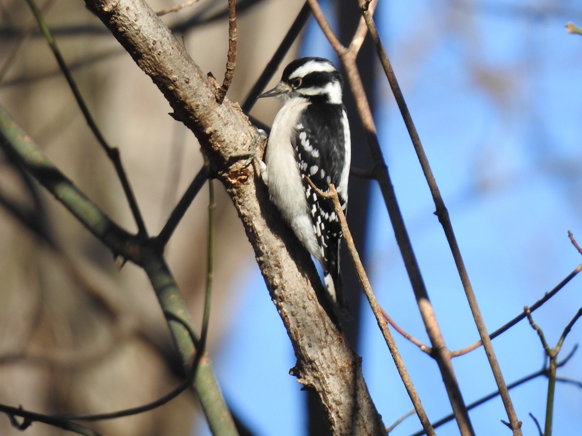 Downy Woodpecker - ML646017376