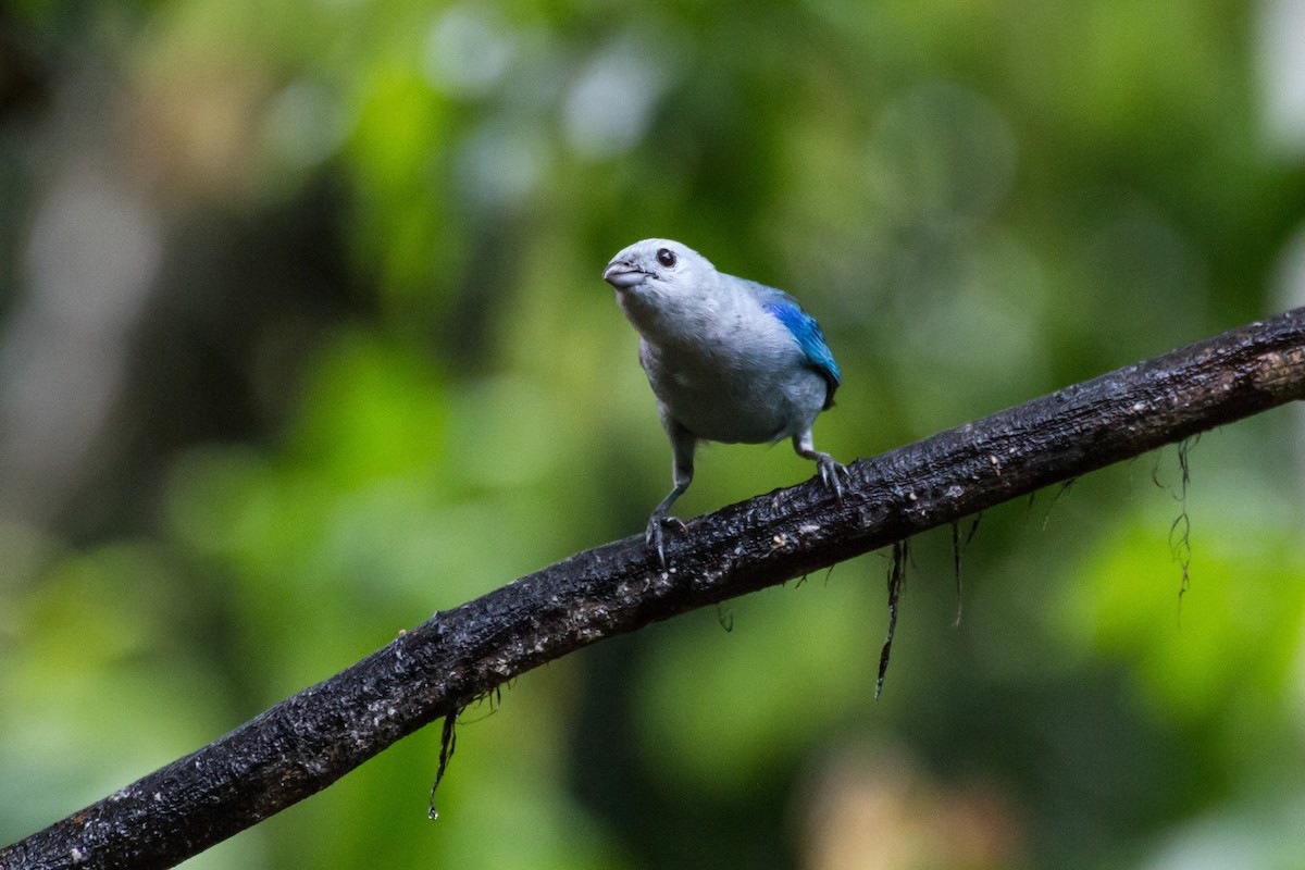 Blue-gray Tanager - ML646017380