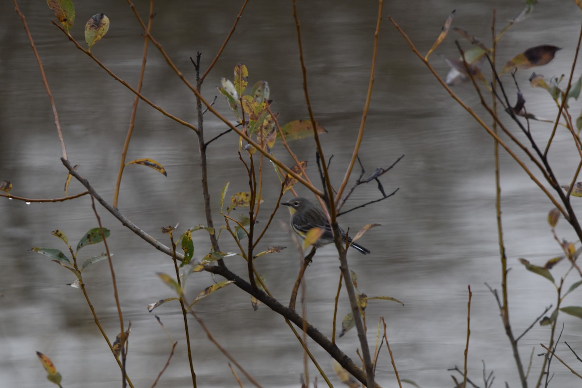 Yellow-rumped Warbler (Audubon's) - ML646017381