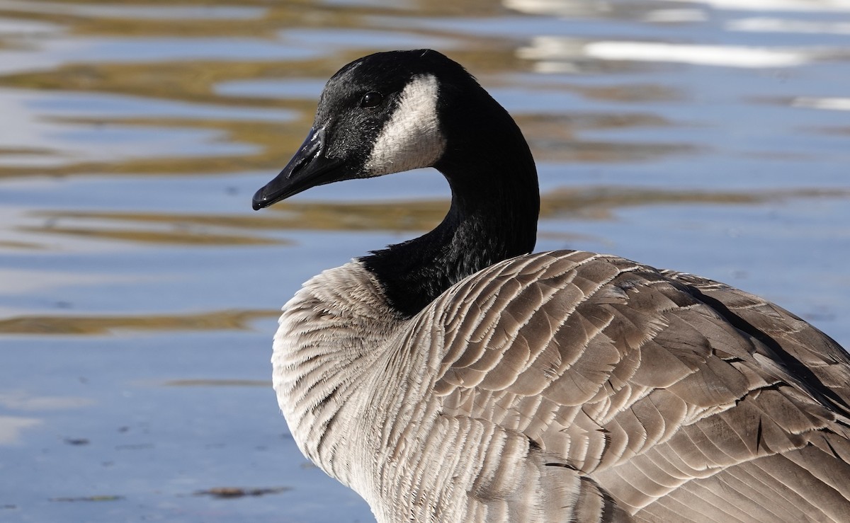 Canada Goose - ML646017384
