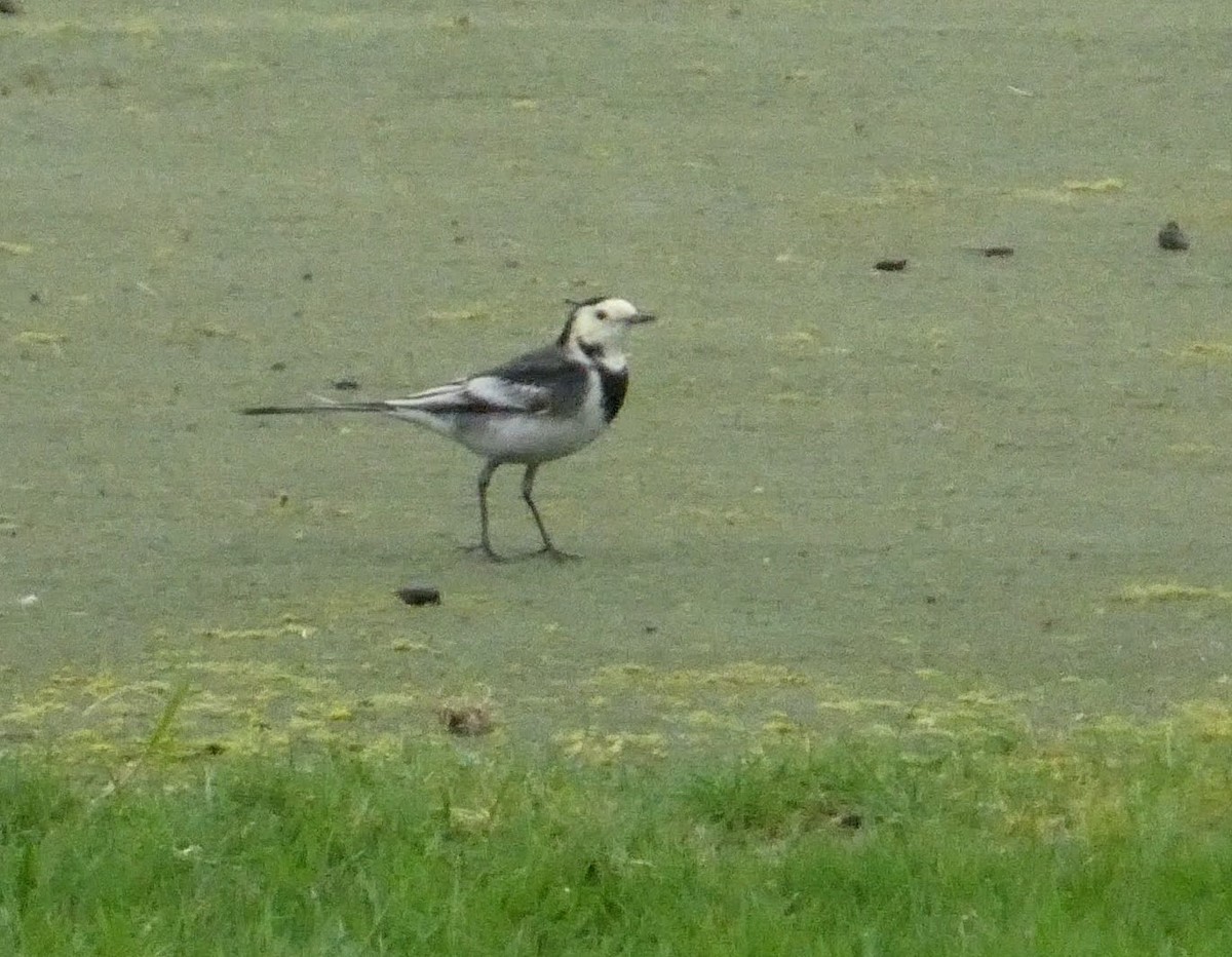 White Wagtail - ML646017391