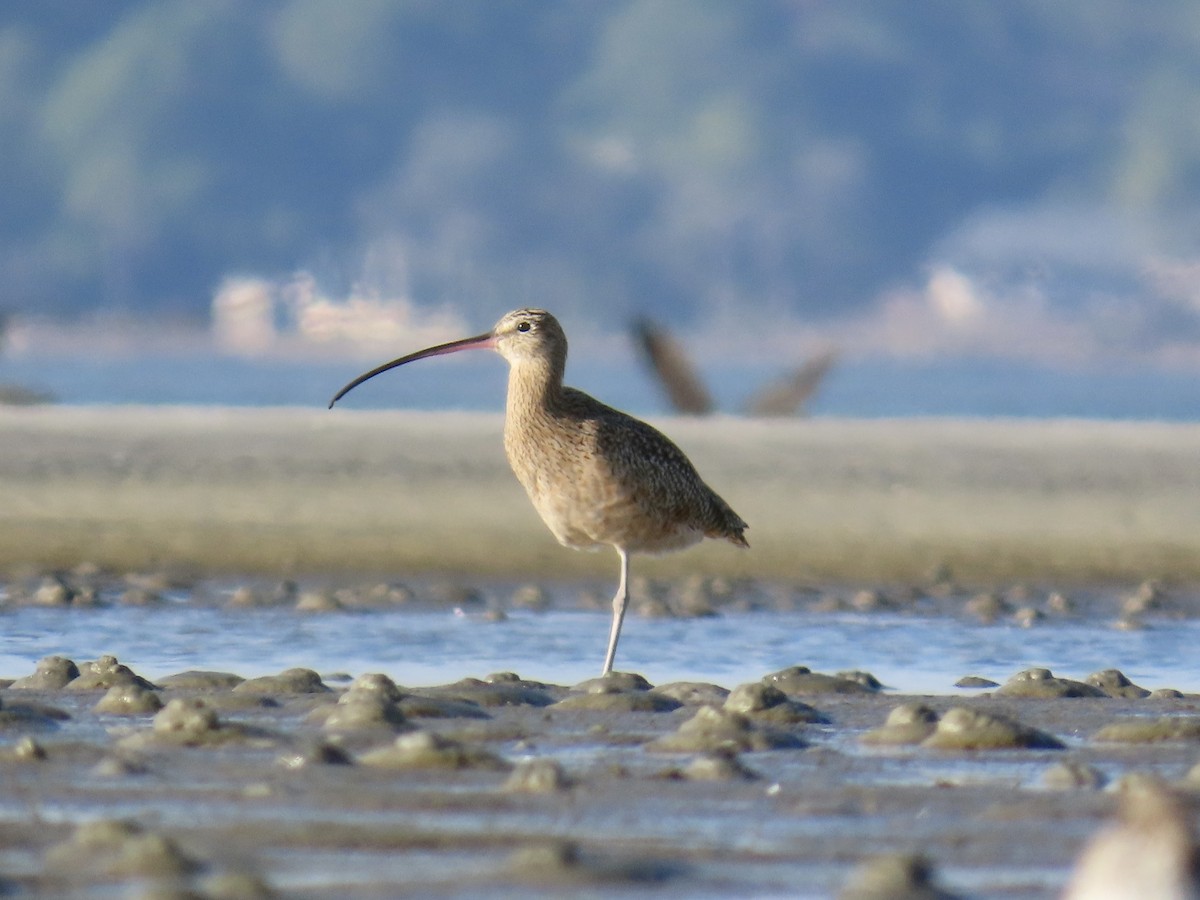 Long-billed Curlew - ML646017393