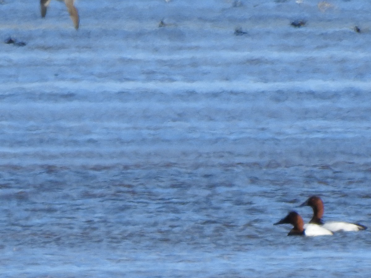 Murgilari bizkarzuria - ML646017405